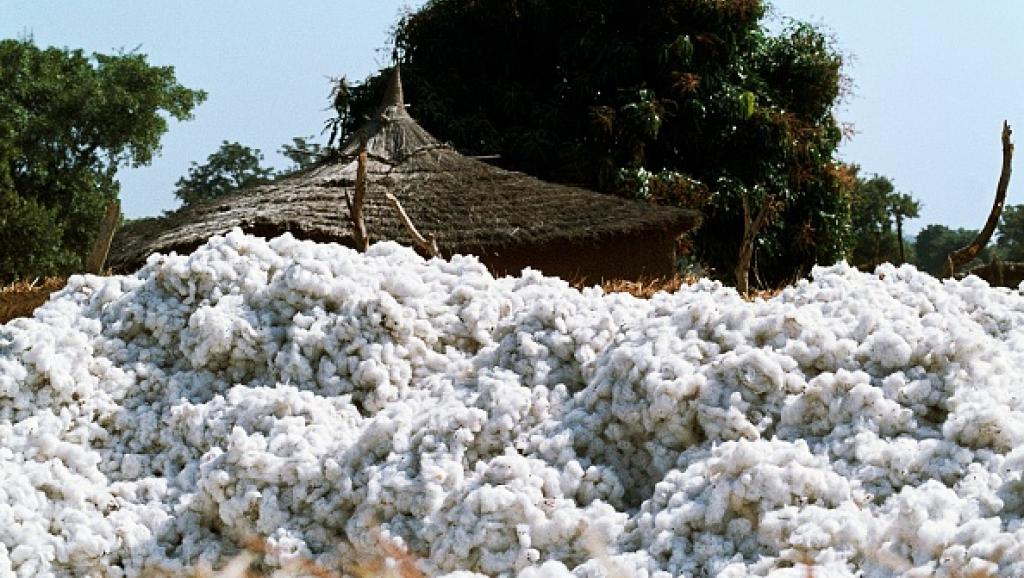 CHRONIQUE DES MATIÈRES PREMIÈRES : Le Mali redevient le premier producteur  africain de coton – Afrique Presse Communication – APC-